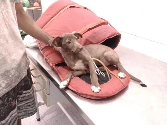 Cachorro ra a Não definido idade Abaixo de 2 meses nome Teela