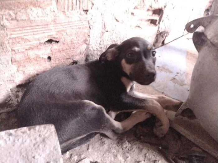 Cachorro ra a Não definido idade 2 a 6 meses nome Gerald