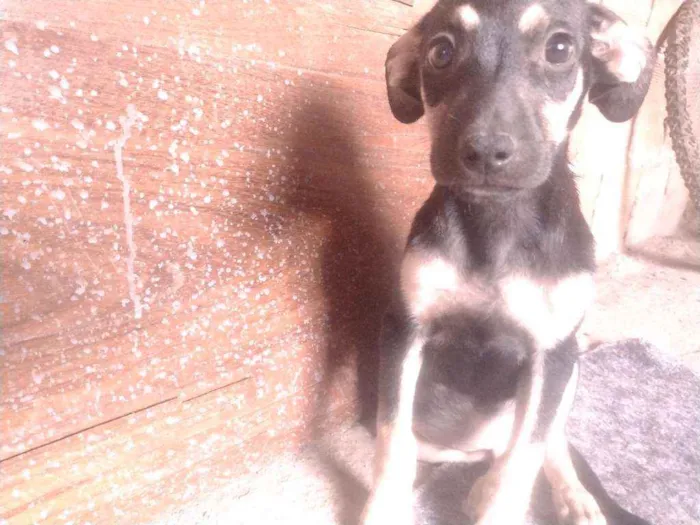 Cachorro ra a Não definido idade 2 a 6 meses nome Gerald