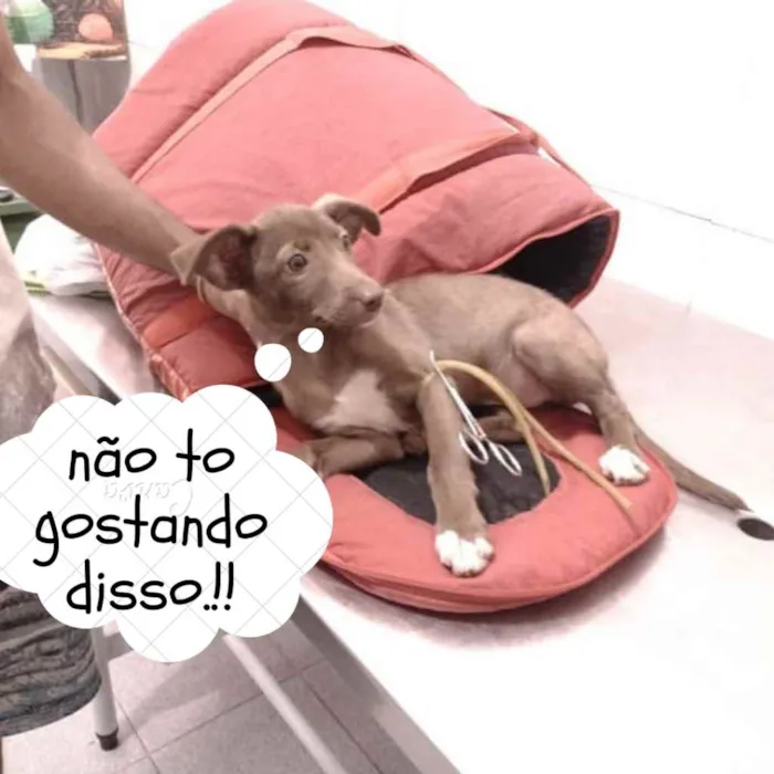 Cachorro ra a Não definido idade Abaixo de 2 meses nome Teela