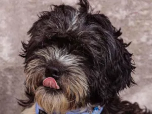 Cachorro raça SRD idade 3 anos nome Popeye