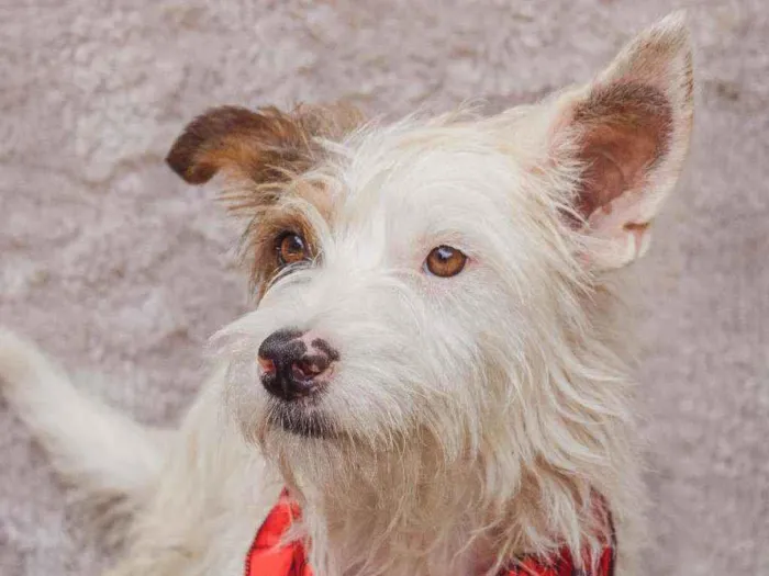 Cachorro ra a SRD idade 2 anos nome Clint