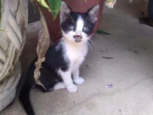Gato raça  idade 2 a 6 meses nome Jade