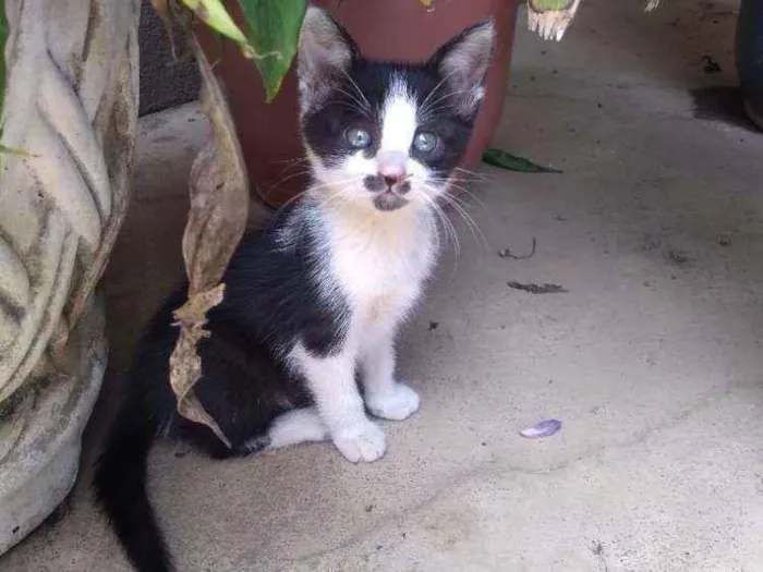 Gato ra a  idade 2 a 6 meses nome Jade
