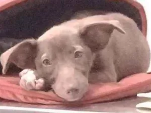 Cachorro raça Não definido idade Abaixo de 2 meses nome Teela