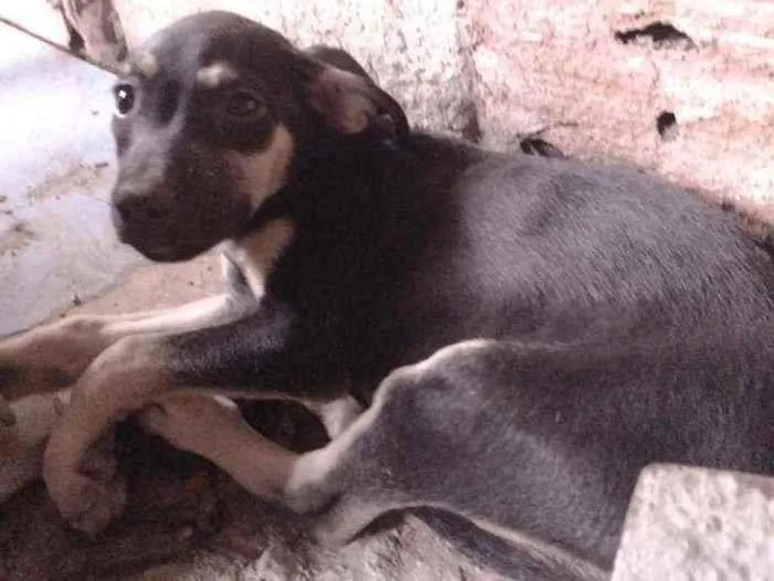 Cachorro ra a Não definido idade 2 a 6 meses nome Gerald