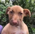 Cachorro raça SRD idade Abaixo de 2 meses nome Sem nome