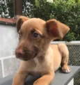 Cachorro raça SRD idade Abaixo de 2 meses nome Sem nome
