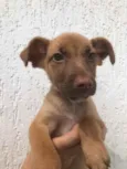 Cachorro raça SRD idade Abaixo de 2 meses nome Sem nome