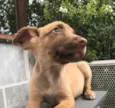 Cachorro raça SRD idade Abaixo de 2 meses nome Sem nome