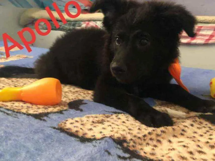 Cachorro ra a Srd idade 2 a 6 meses nome Apollo