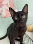 Junior