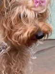 Estrelinha