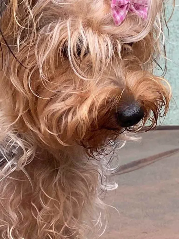 Cachorro raça Yorkshire  idade 1 ano nome Estrelinha
