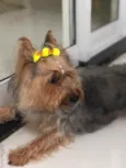 Estrelinha