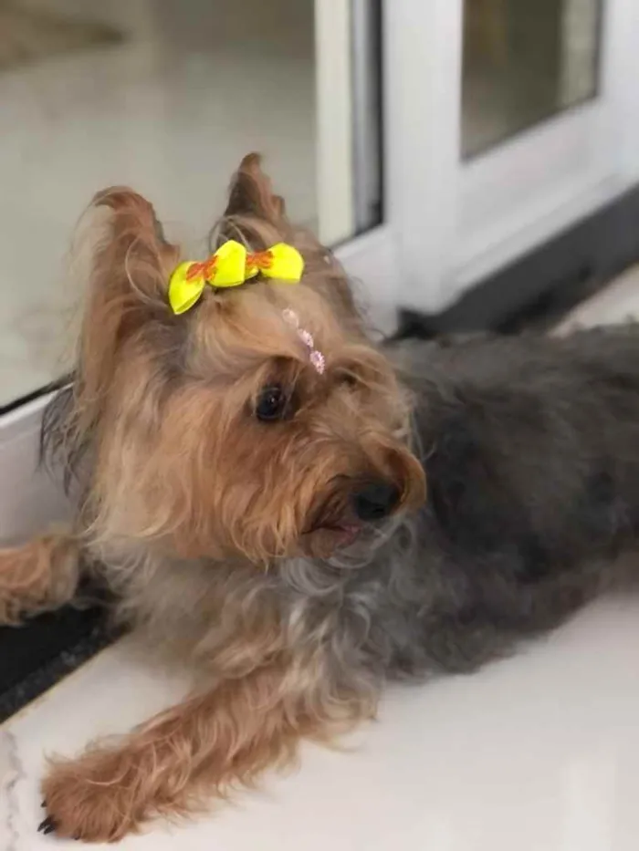 Cachorro raça Yorkshire  idade 1 ano nome Estrelinha