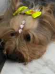 Estrelinha