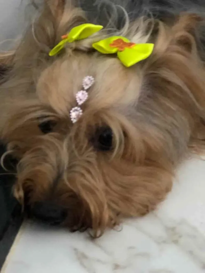 Cachorro raça Yorkshire  idade 1 ano nome Estrelinha