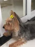 Estrelinha