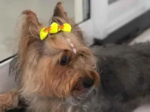 Cachorro raça Yorkshire  idade 1 ano nome Estrelinha
