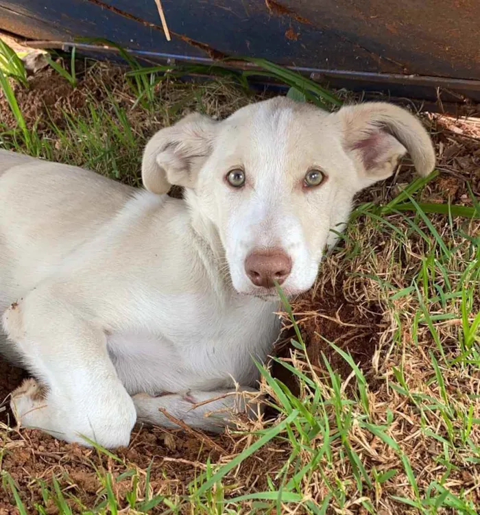 Cachorro raça SRD idade 2 a 6 meses nome Alaska 