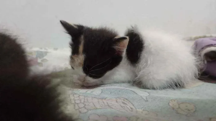 Gato raça Uma tricolor, dois frajolas idade Abaixo de 2 meses nome Sem nome