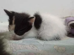 Gato raça Uma tricolor, dois frajolas idade Abaixo de 2 meses nome Sem nome