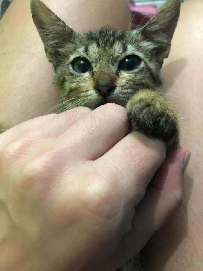 Gato raça Srd idade 2 a 6 meses nome Shiara 