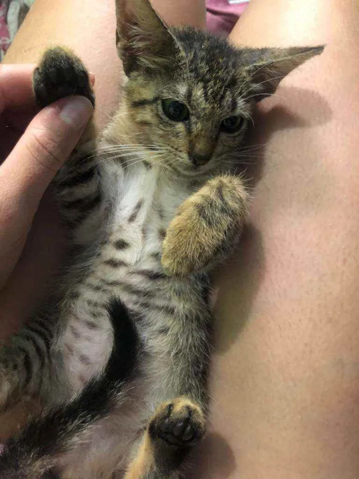 Gato raça Srd idade 2 a 6 meses nome Shiara 