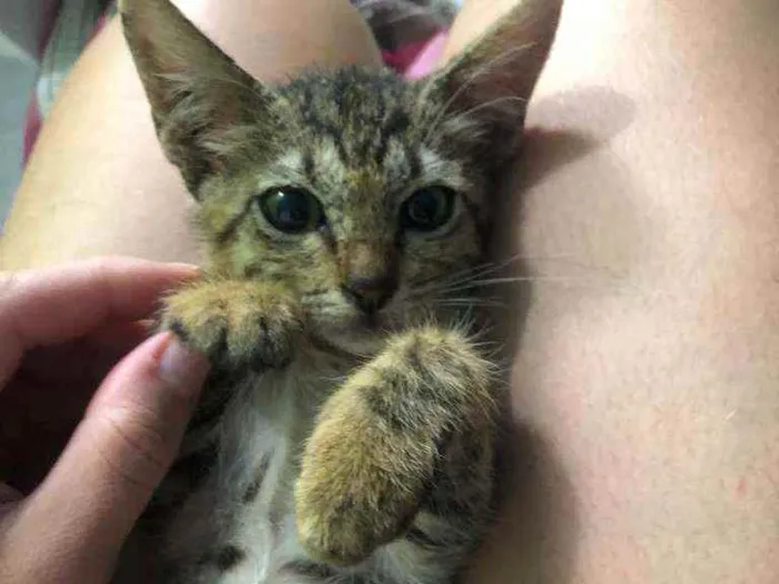 Gato raça Srd idade 2 a 6 meses nome Shiara 