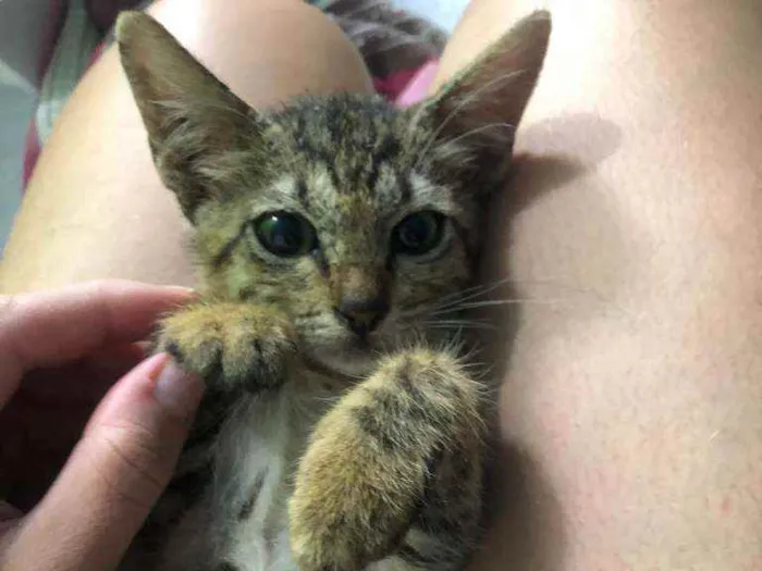 Gato raça Srd idade 2 a 6 meses nome Shiara 