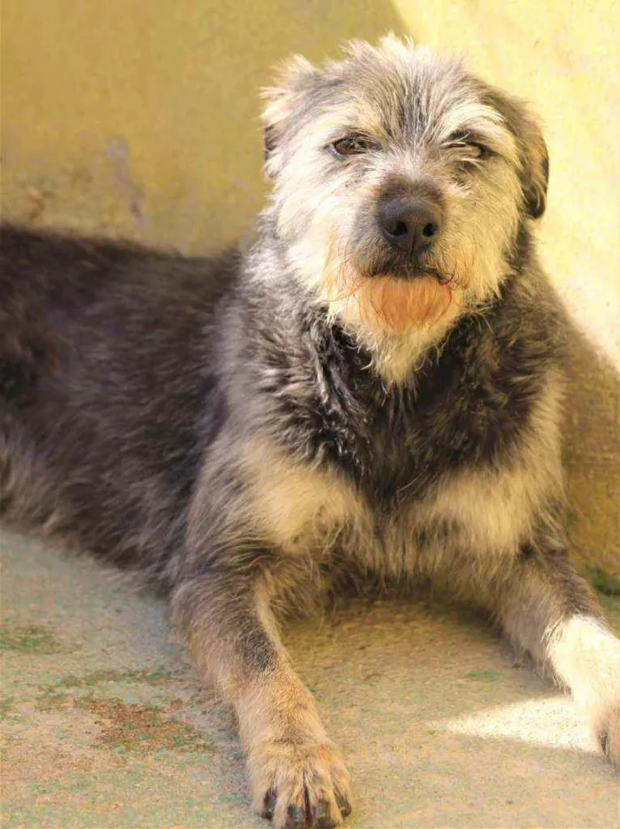 Cachorro raça  idade 2 anos nome BARNEY