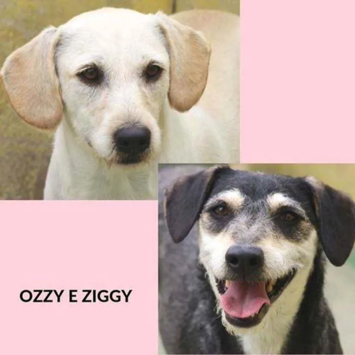 Cachorro raça  idade 4 anos nome OZZY E ZIGGY