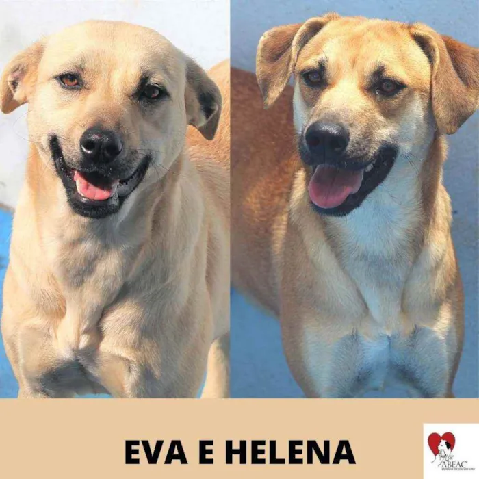 Cachorro ra a  idade 4 anos nome EVA E HELENA