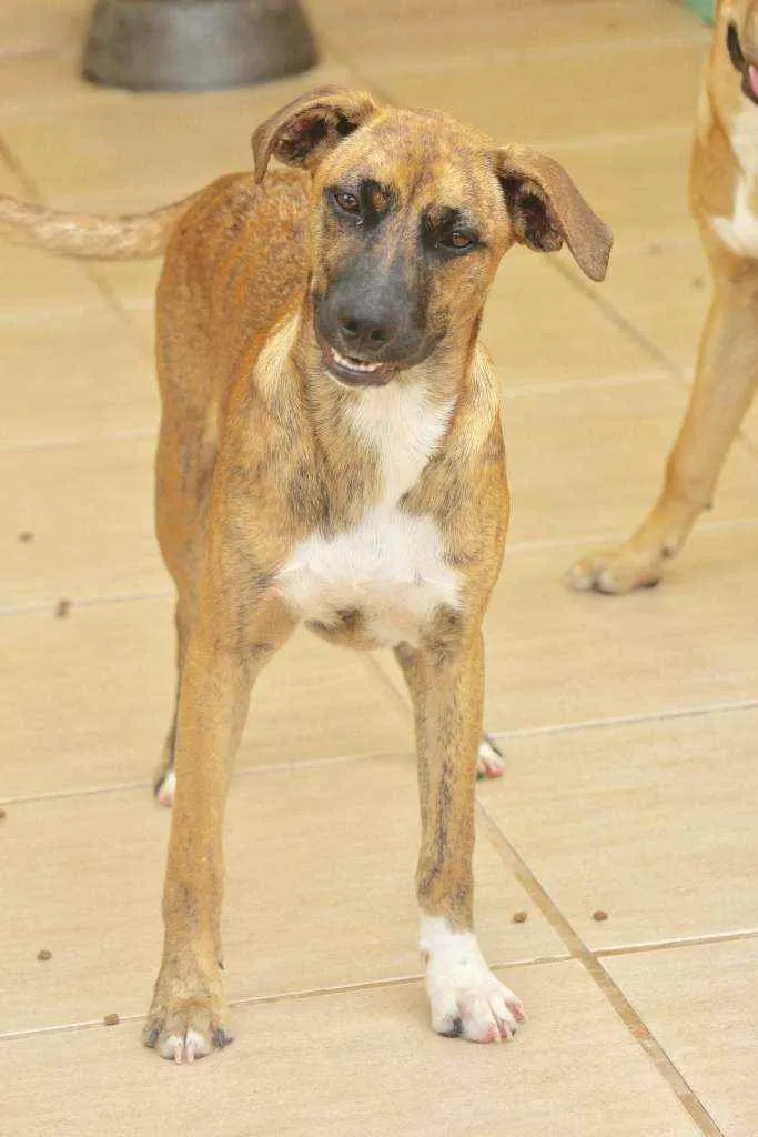 Cachorro raça  idade 1 ano nome JIMMY