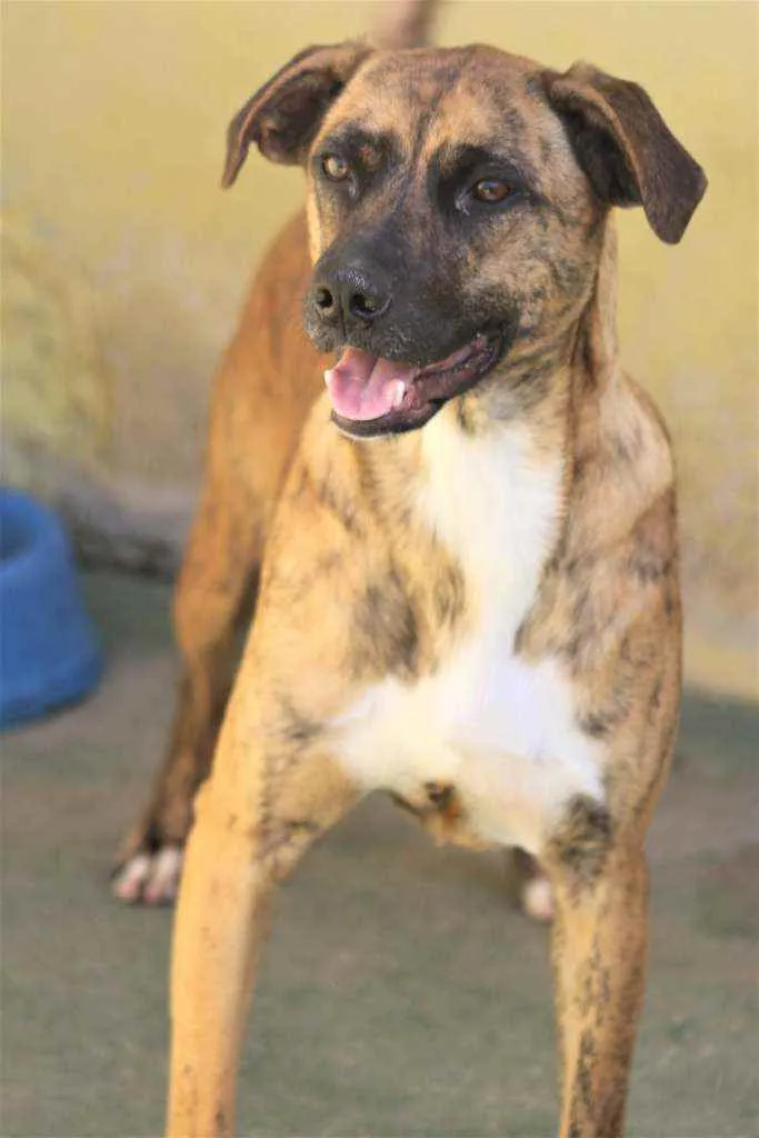 Cachorro raça  idade 1 ano nome JIMMY