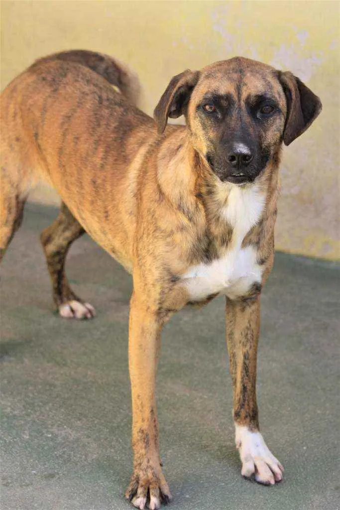 Cachorro raça  idade 1 ano nome JIMMY