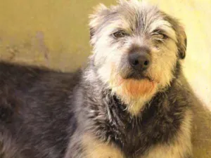 Cachorro raça  idade 2 anos nome BARNEY