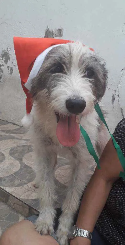 Cachorro ra a SRD idade 2 anos nome Nala