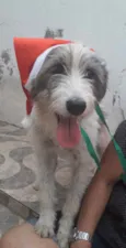 Nala