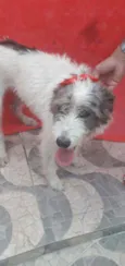 Nala