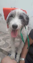Nala