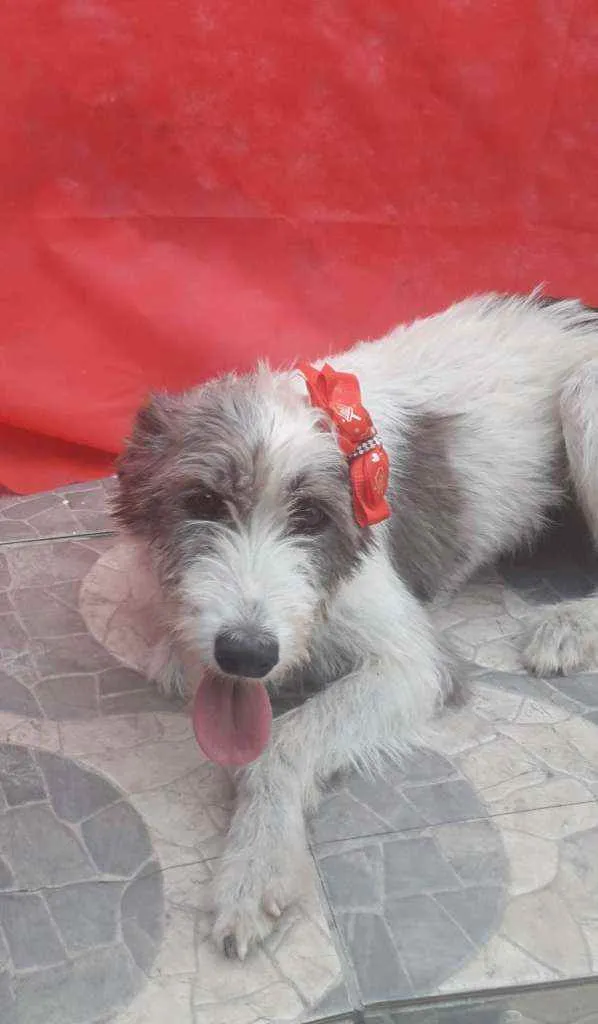 Cachorro ra a SRD idade 2 anos nome Nala
