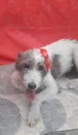 Nala