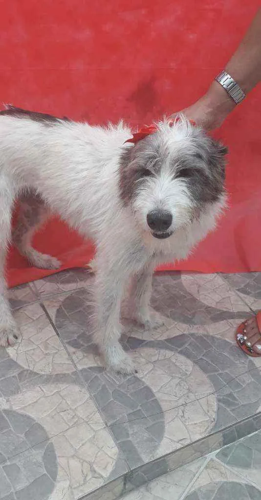 Cachorro ra a SRD idade 2 anos nome Nala