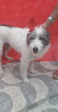 Nala
