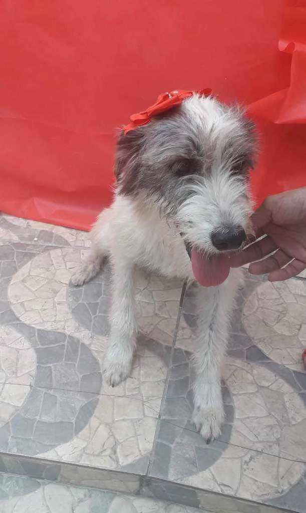 Cachorro ra a SRD idade 2 anos nome Nala