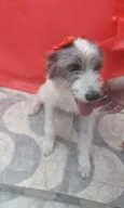 Nala