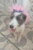 Nala