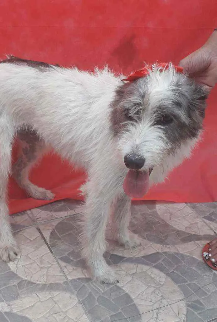 Cachorro ra a SRD idade 2 anos nome Nala